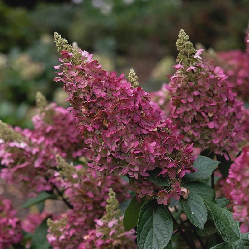 Panicle Hydrangea "Pinky Winky" Patio Tree