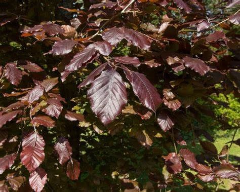 European Beech "Dawyck Purple"