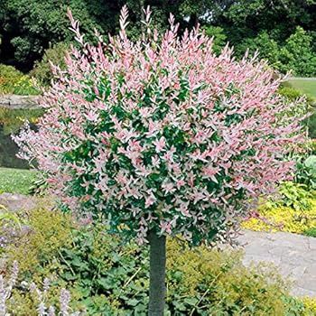 Dappled Willow "Flamingo" Patio-Tree, Size: 10g