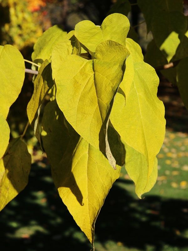 Northern Catalpa "Heartland", Size: 7g