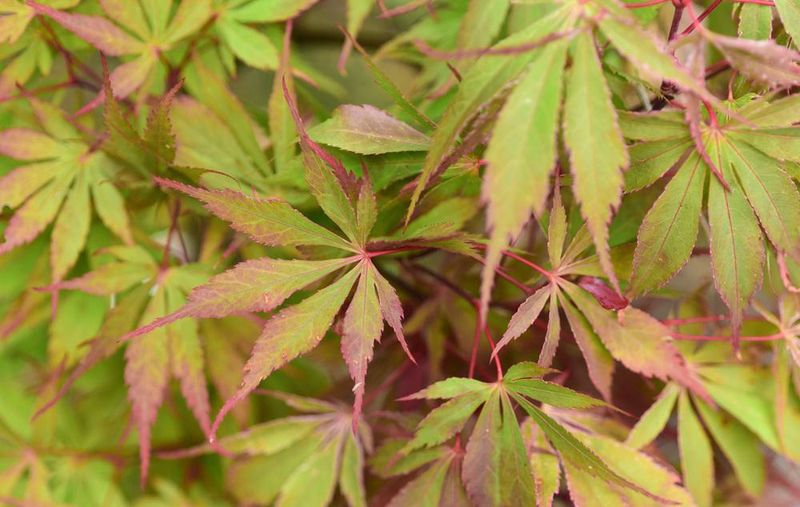 Japanese Maple "Wakehurst Pink"