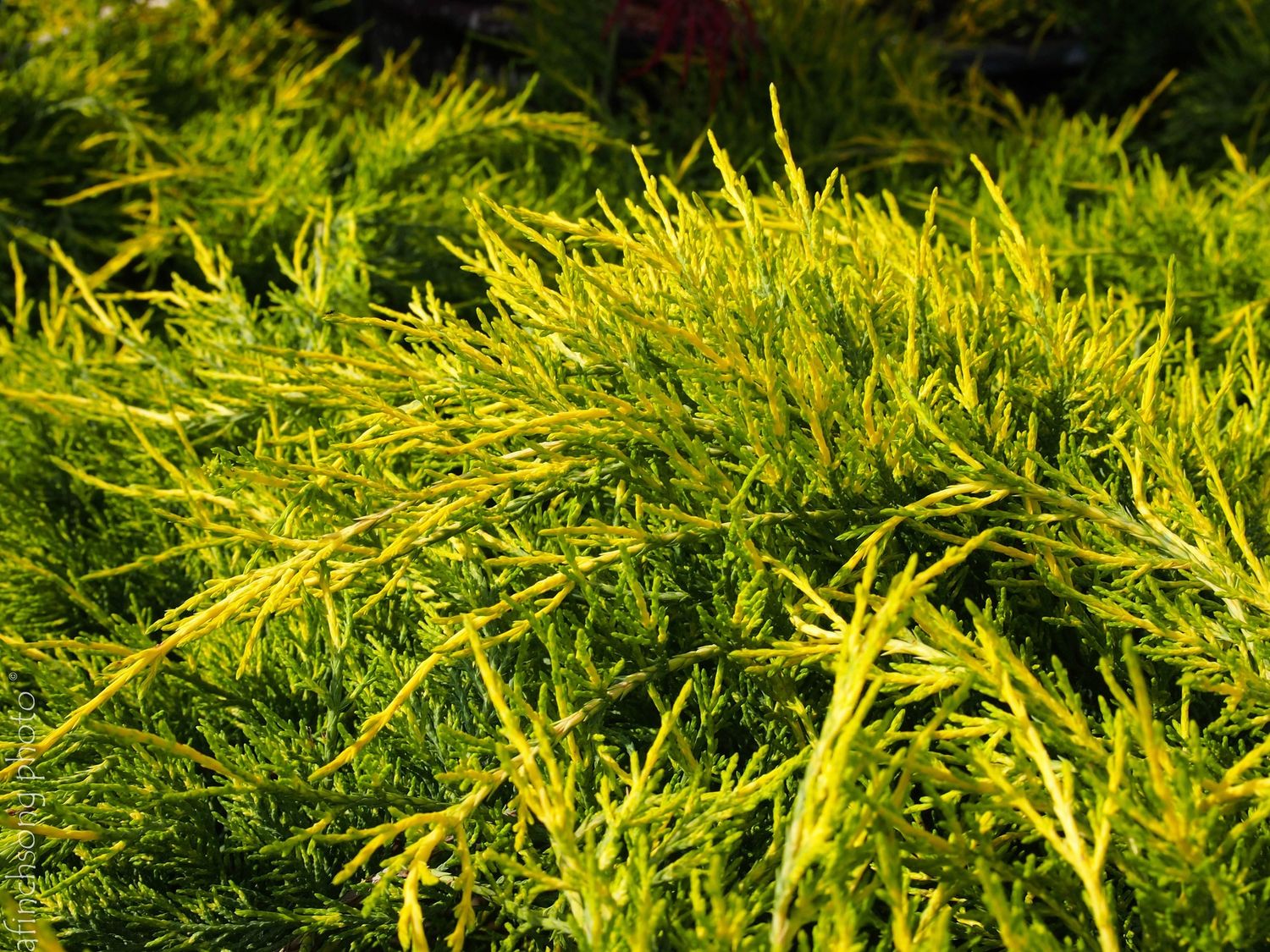 Juniper "Gold Coast", Size: 3g