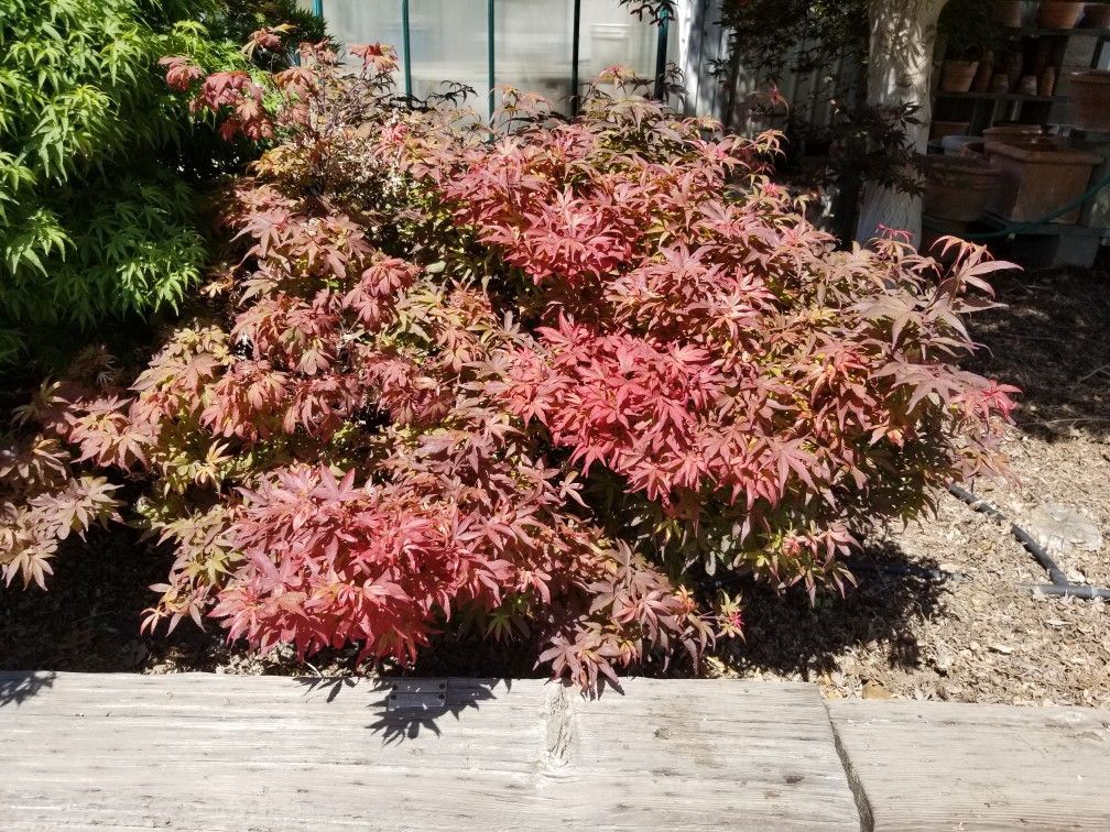 Japanese Maple "Briella's Broom"