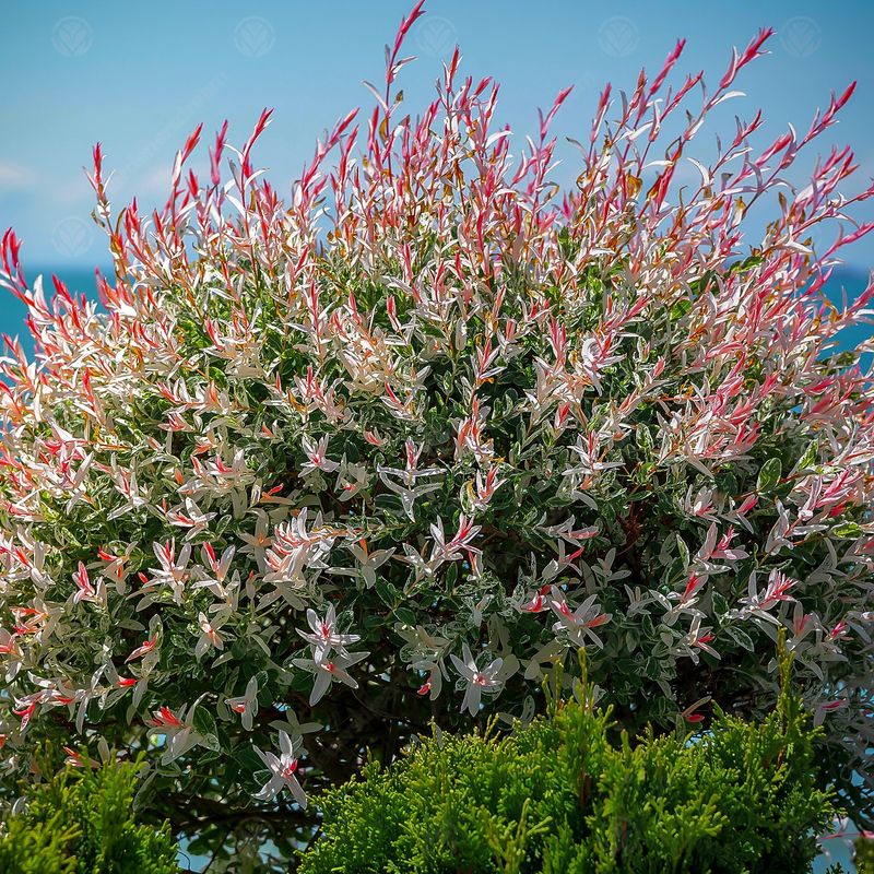 Dappled Willow "Flamingo"