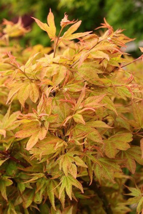 Japanese Maple "Ryuzu"