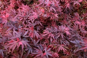 Japanese Maple "Carll's Corner"