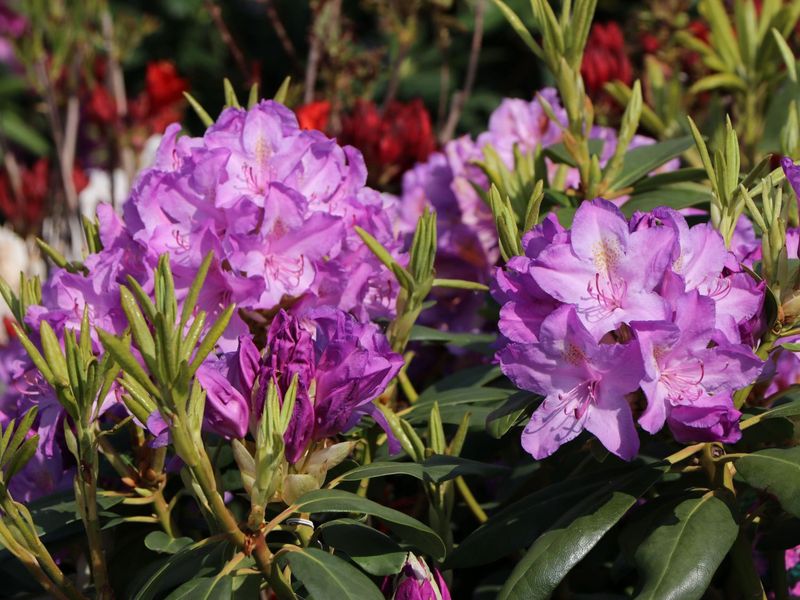 Rhododendron "Boursault"
