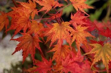 Japanese Maple "Fall's Fire"