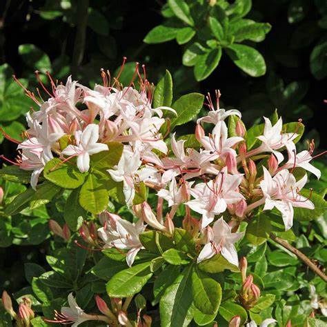 Swamp Azalea "Pink Mist"