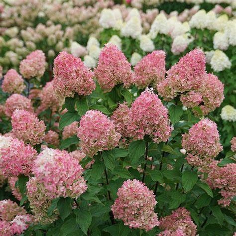 Panicle Hydrangea "Quick Fire 'Fab'", Size: 3g