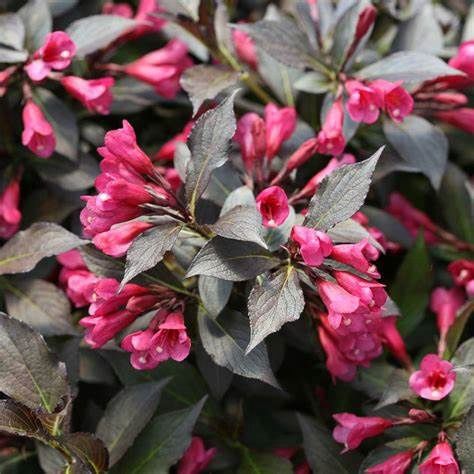 Weigela "Spilled Wine", Size: 3g