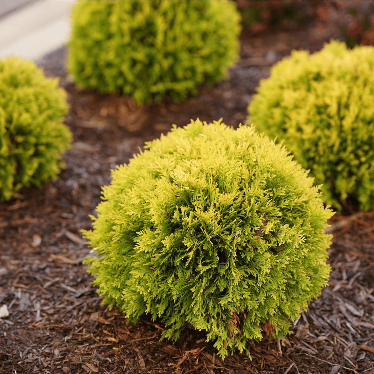 Arborvitae "Anna's Magic Ball", Size: 2/3g
