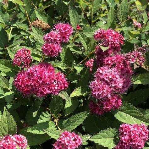 Spirea "Double Play 'Doozie'", Size: 3g