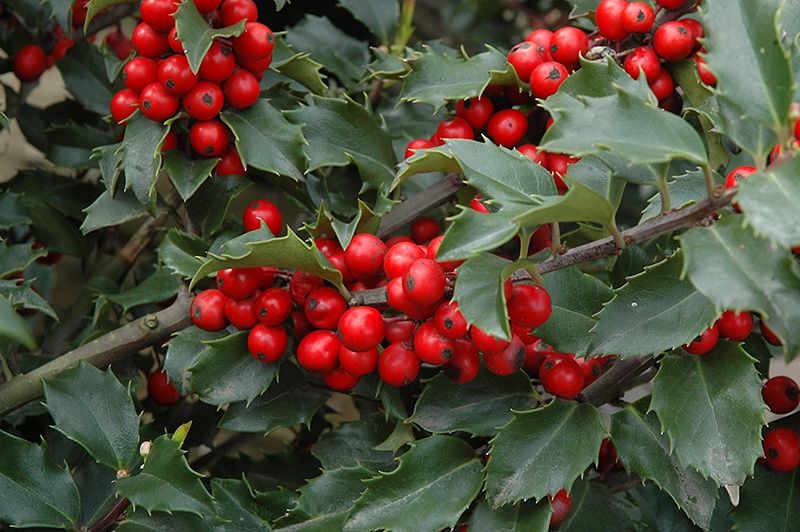 Blue Holly