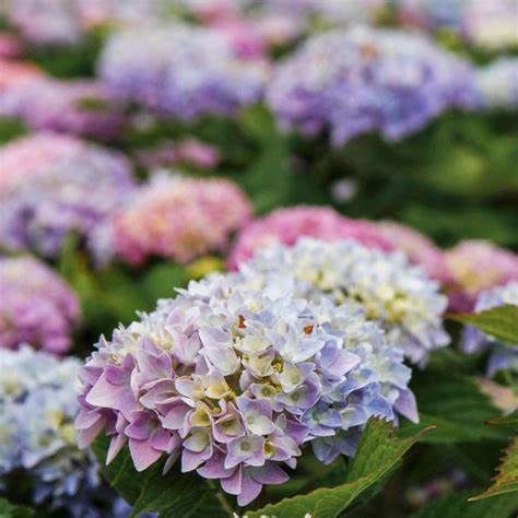 Bigleaf Hydrangea "Endless Summer 'The Original'", Size: 3g