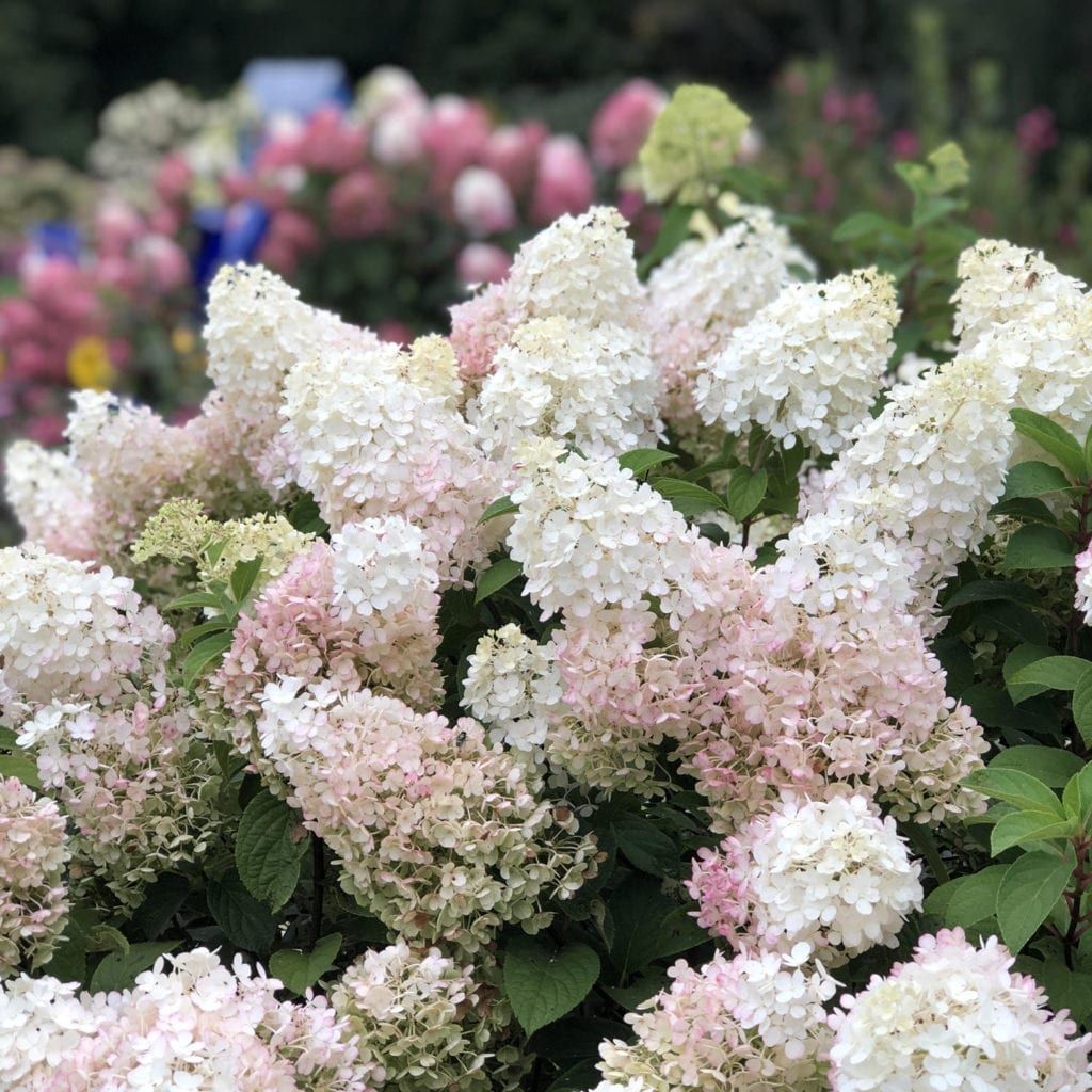 Panicle Hydrangea
