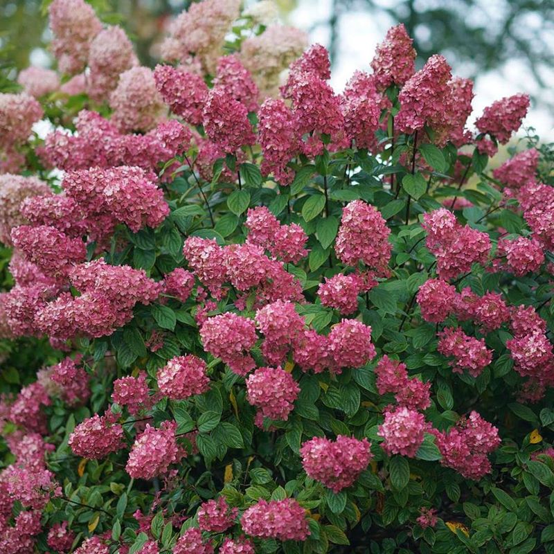 Panicle Hydrangea "Fire Light"