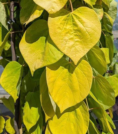 Eastern Redbud "Golden Falls"