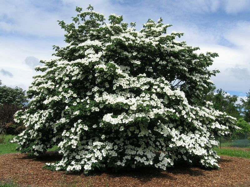 Flowering Dogwood Tree "Venus", Size: 20g 1"