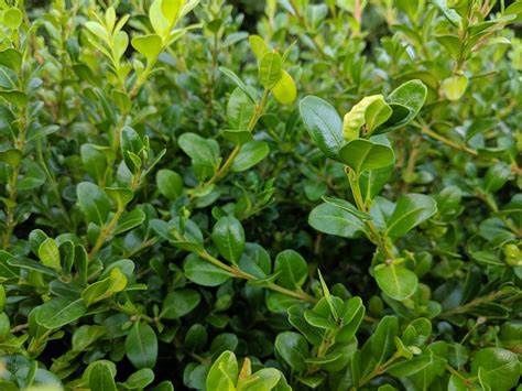 Boxwood "Winter Gem", Size: 1g