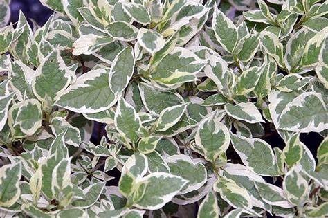 Redtwig Dogwood "Ivory Halo", Size: 3g