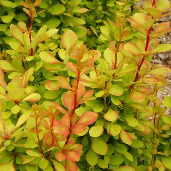 Barberry "Orange Torch"