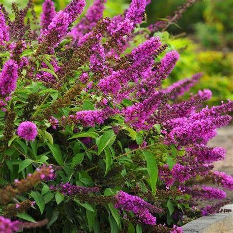 Butterfly Bush "Tutti Fruitti"