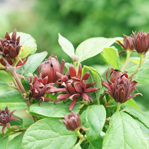 Sweetshrub "Simply Scentsational"