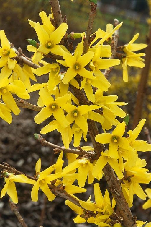 Forsythia "Northern Gold"