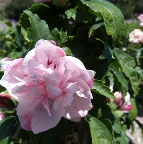 Rose of Sharon "Double Pink"