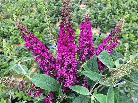 Butterfly Bush "Lo &amp; Behold" Ruby Chip