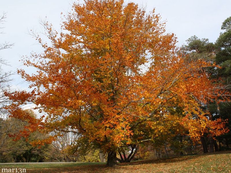 American Beech "American Beech"