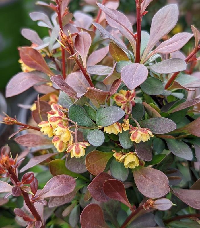 Barberry "Crimson Cutie"