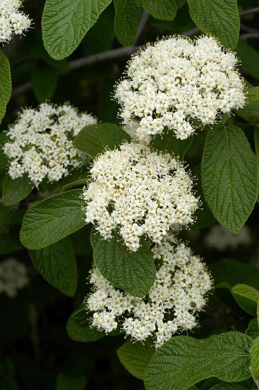 Viburnum "Allegheny"