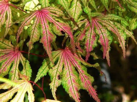 Japanese Maple "Shigitatsu Sawa"