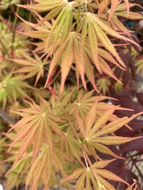 Japanese Maple "Orange Flame"