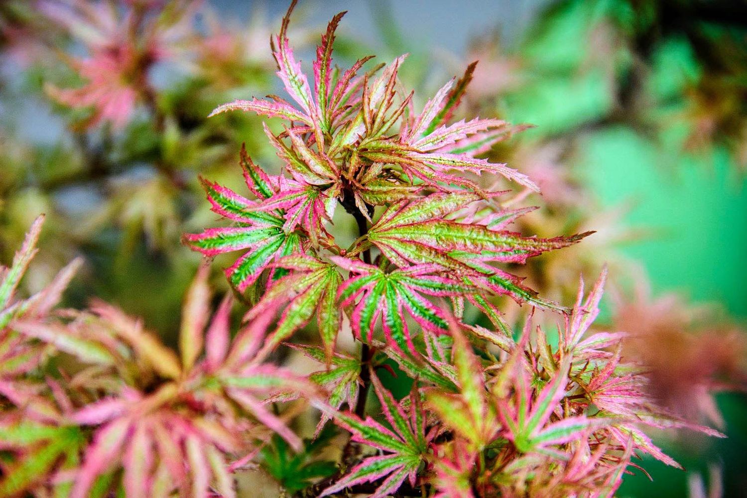 Japanese Maple "Abigail Rose"