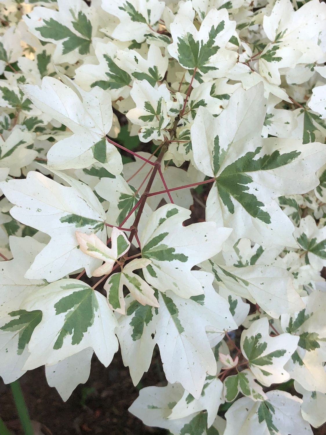 Field Maple "Carnival"