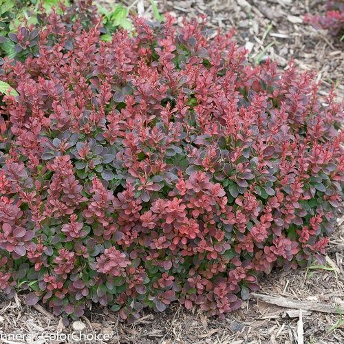 Barberry "Sunjoy 'Mini Salsa'"