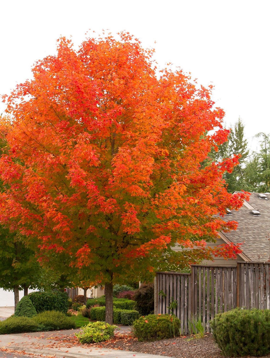 Red Maple "October Glory"