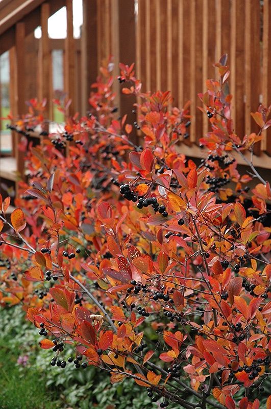 Black Chokeberry "Autumn Magic"