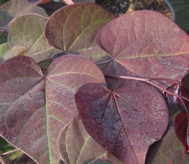 Eastern Redbud "Burgundy Hearts"