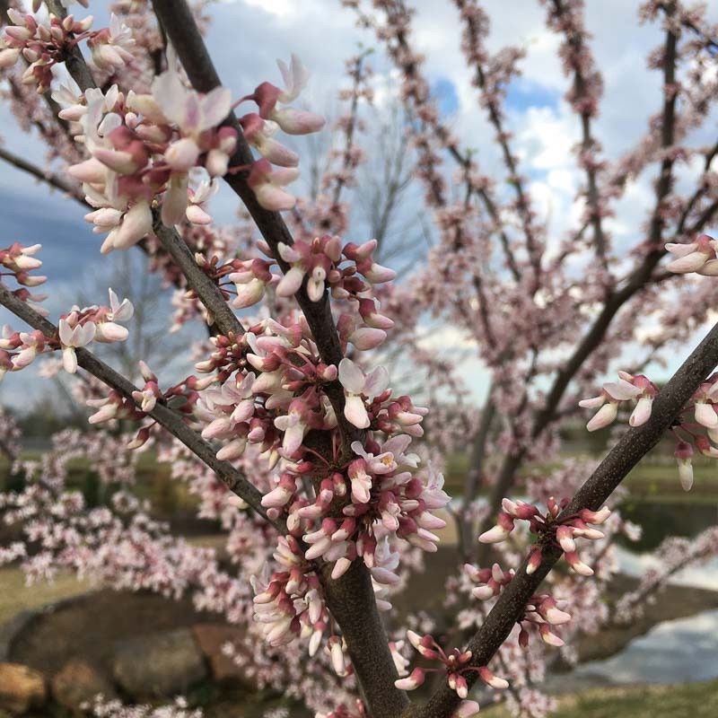 Eastern Redbud "Cotton Candy"