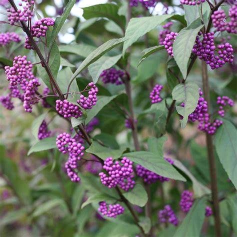 Beautyberry "Purple Pearls"