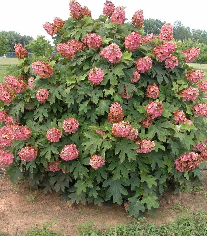 Oakleaf Hydrangea "Queen of Hearts"
