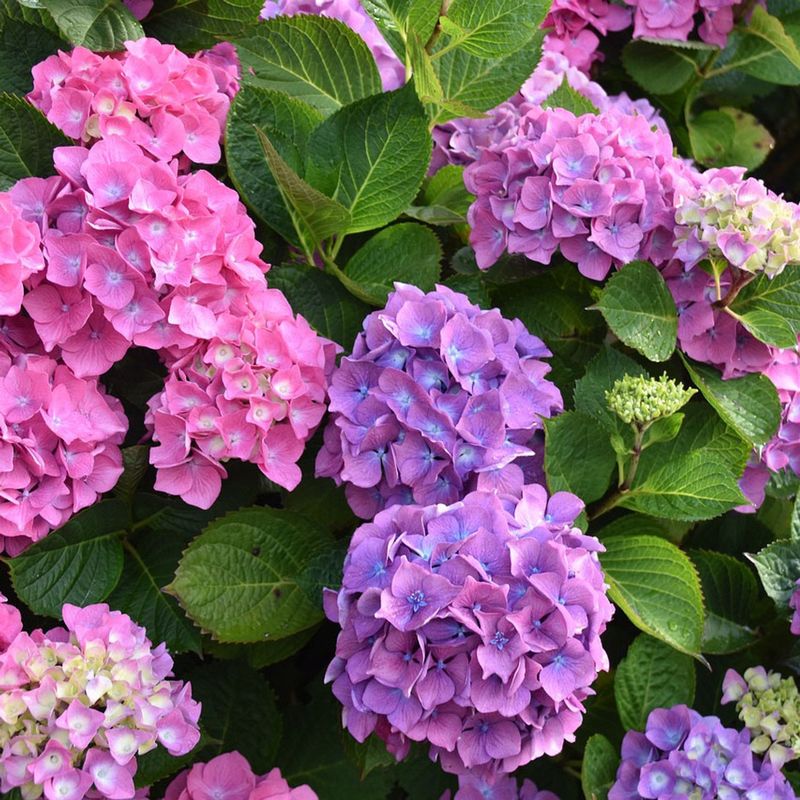 Bigleaf Hydrangea "Let's Dance 'Big Band'"