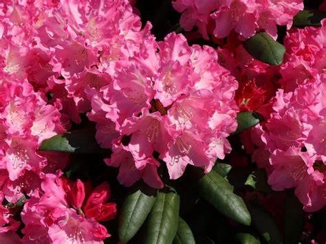 Rhododendron "Kalinka"