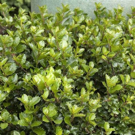 Holly "Emerald Magic"