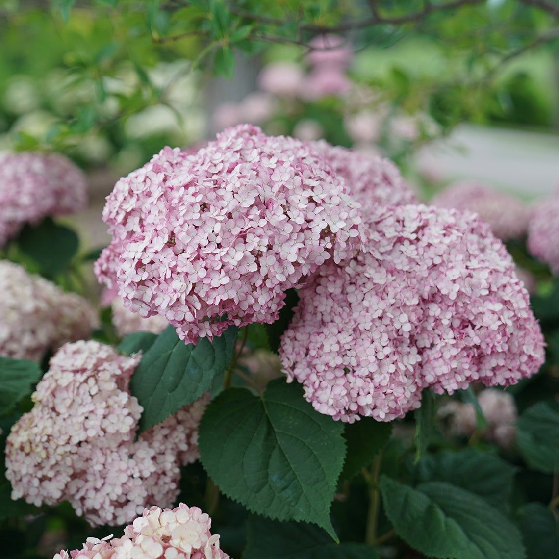 Smooth Hydrangea "Incrediball 'Blush'"