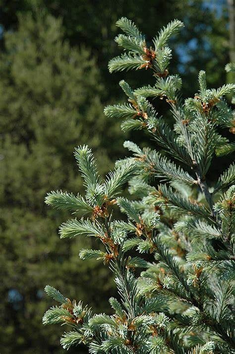 Douglas Fir "Hess Select"